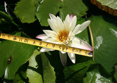 Nymphaea 'St. Louis Marmorata'