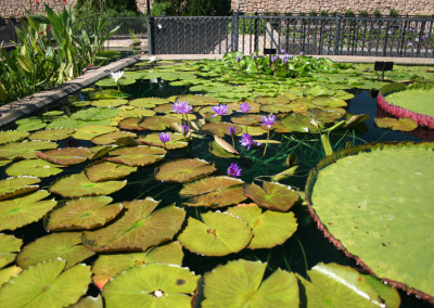 Nymphaea ‘Rhapsody in Blue'