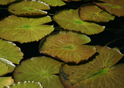 Nymphaea ‘Rhapsody in Blue'