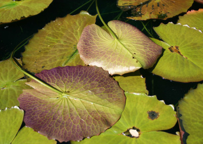 Nymphaea ‘Rhapsody in Blue'