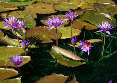 Nymphaea ‘Rhapsody in Blue'