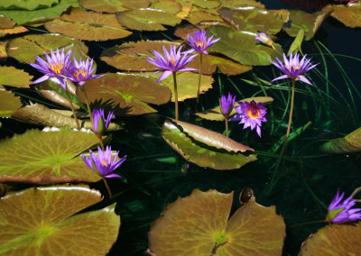 Nymphaea ‘Rhapsody in Blue'