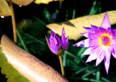 Nymphaea ‘Rhapsody in Blue'