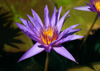 Nymphaea ‘Rhapsody in Blue’