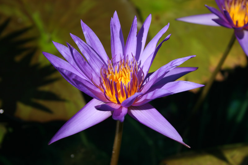 Nymphaea ‘Rhapsody in Blue’