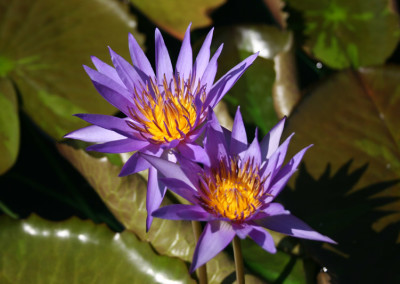 Nymphaea ‘Rhapsody in Blue'