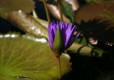 Nymphaea ‘Rhapsody in Blue'