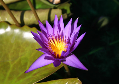 Nymphaea ‘Rhapsody in Blue'