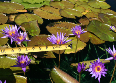 Nymphaea ‘Rhapsody in Blue'