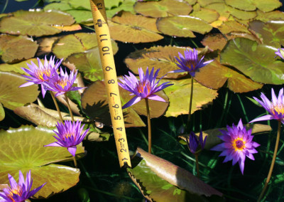 Nymphaea ‘Rhapsody in Blue'