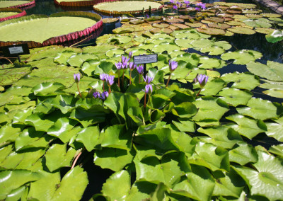 Nymphaea 'Margaret Mary'