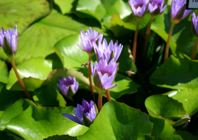 Nymphaea 'Margaret Mary'