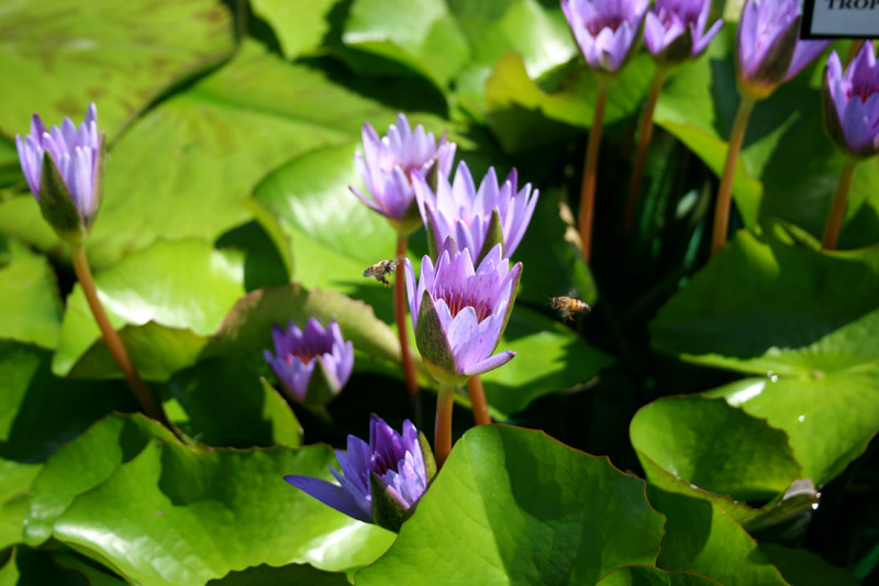 Nymphaea ‘Margaret Mary’