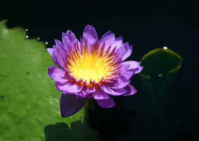 Nymphaea 'Mark Pullen'