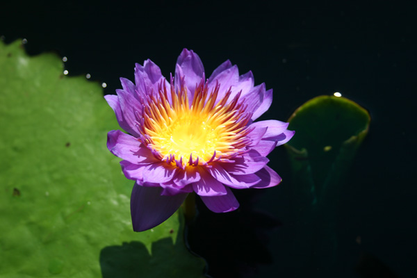 Nymphaea ‘Mark Pullen’