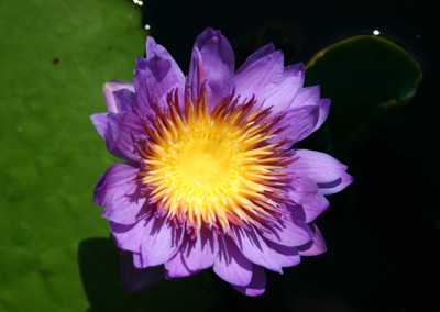 Nymphaea 'Mark Pullen'