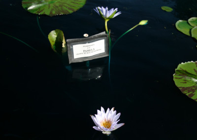 Nymphaea 'Pamela'