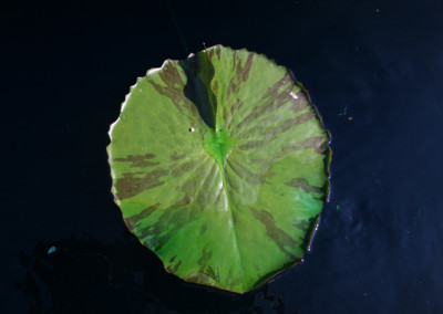 Nymphaea 'Pamela'