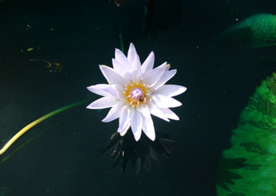 Nymphaea 'Pamela'