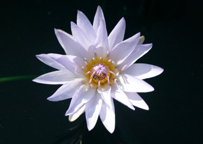 Nymphaea 'Pamela'