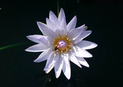 Nymphaea 'Pamela'