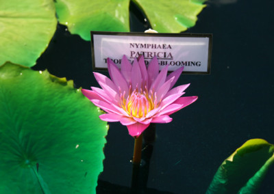 Nymphaea 'Patricia'