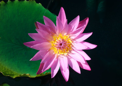 Nymphaea ‘Patricia’