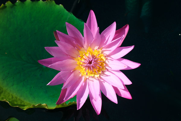 Nymphaea ‘Patricia’