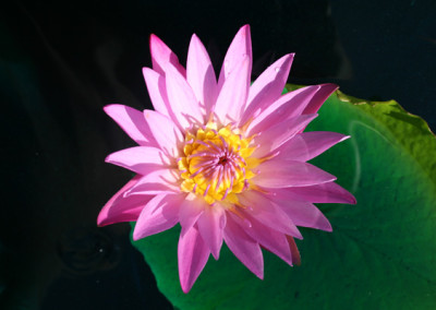 Nymphaea 'Patricia'