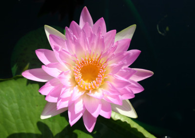 Nymphaea ‘Pink Pearl’