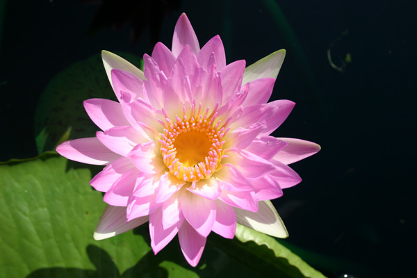 Nymphaea ‘Pink Pearl’