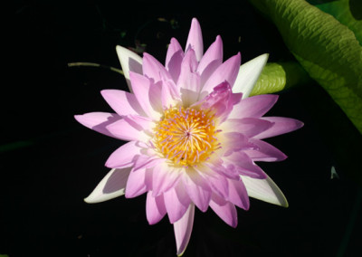 Nymphaea 'Pink Pearl'