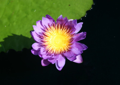 Nymphaea 'Mark Pullen'