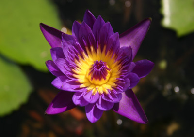 Nymphaea 'Purple Zanzibar'
