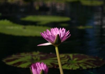 Nymphaea 'Reta Sage'