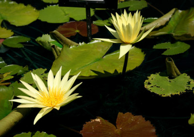 Nymphaea 'St. Louis Gold'