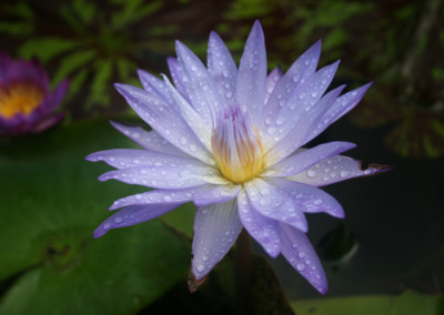 Nymphaea 'Star of Siam'