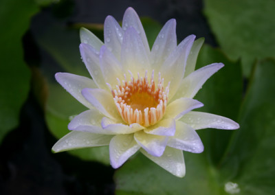 Nymphaea 'Moonbeam'