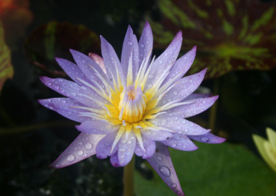 Nymphaea 'Star of Siam'