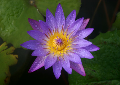 Nymphaea 'Royal Purple'