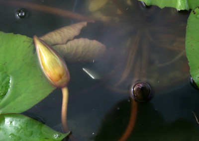 Nymphaea 'Royal Purple'