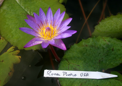 Nymphaea 'Royal Purple'