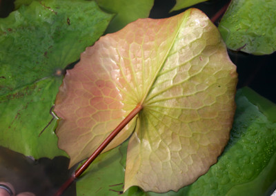 Nymphaea 'Royal Purple'