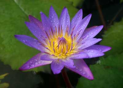 Nymphaea 'Royal Purple'