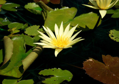 Nymphaea ‘St. Louis Gold’