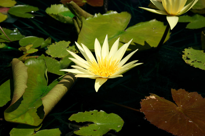 Nymphaea ‘St. Louis Gold’