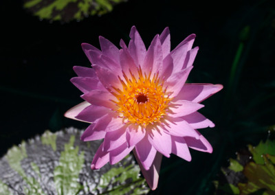 Nymphaea 'Reta Sage'