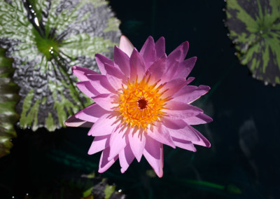 Nymphaea 'Reta Sage'