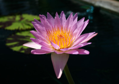 Nymphaea 'Reta Sage'