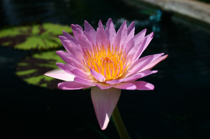 Nymphaea ‘Reta Sage’